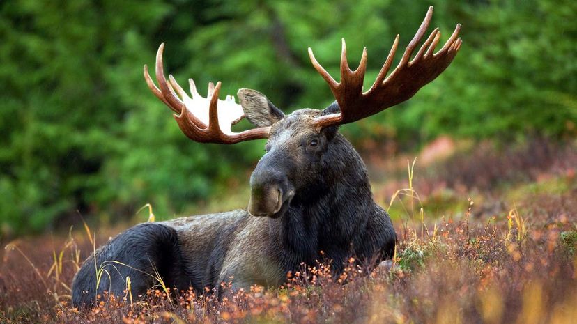 Bull Moose