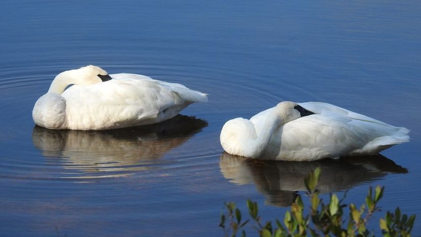 Trumpeter Swans