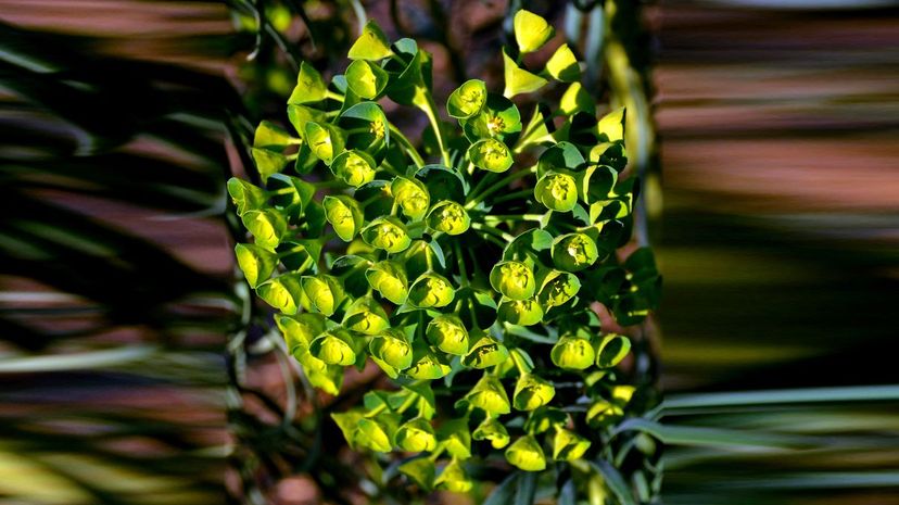 Bells of Ireland