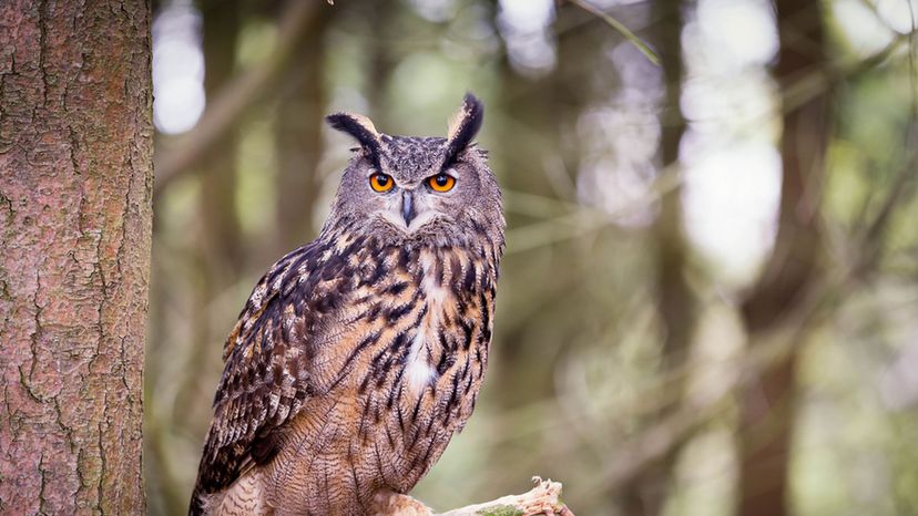 Eagle Owl