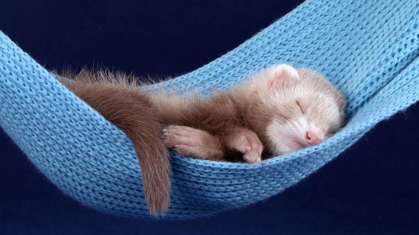 Kit (Ferret)