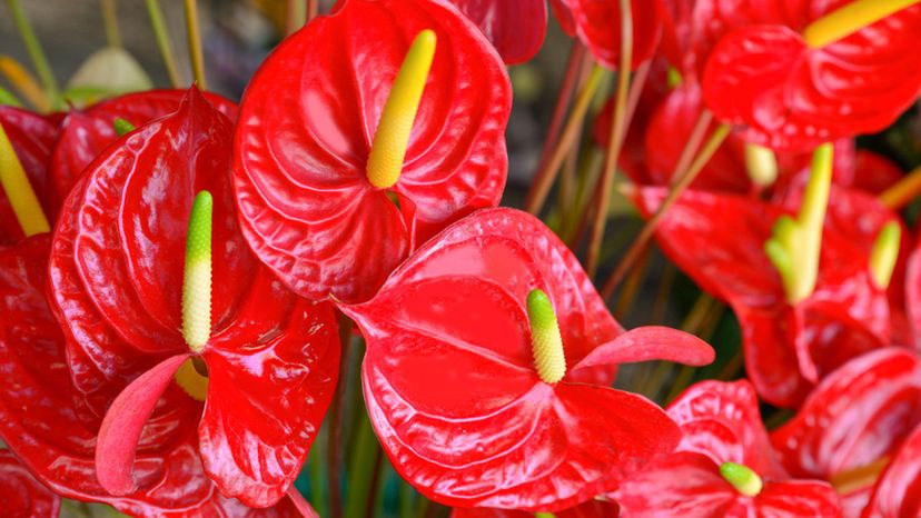 Anthurium