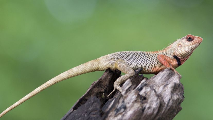 Oriental Garden Lizard