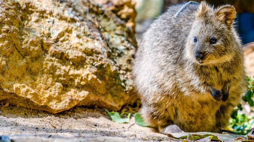10-quokka＂border=