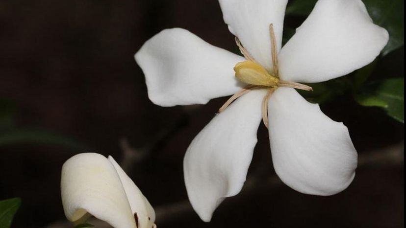 Gardenia flower