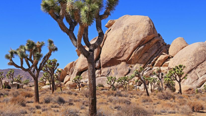 Joshua Tree