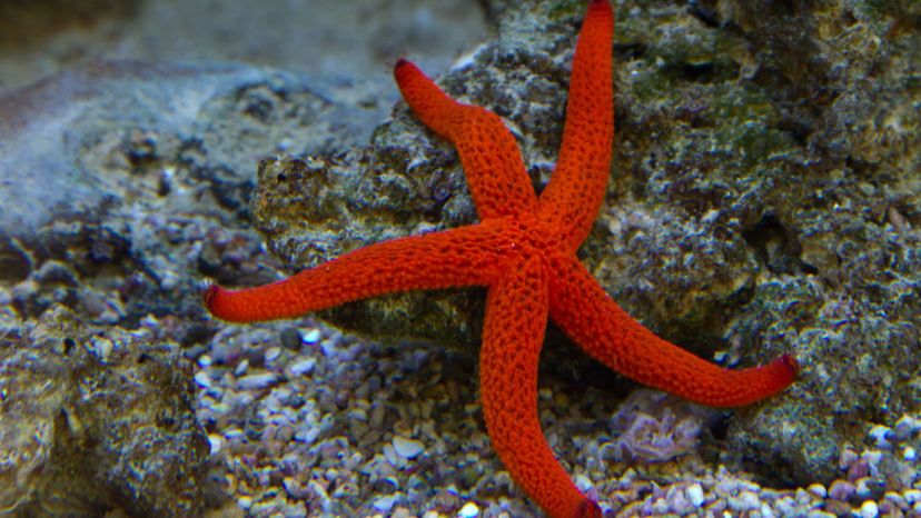 Starfish Do You Know Which Phylum These Animals Belong To 37