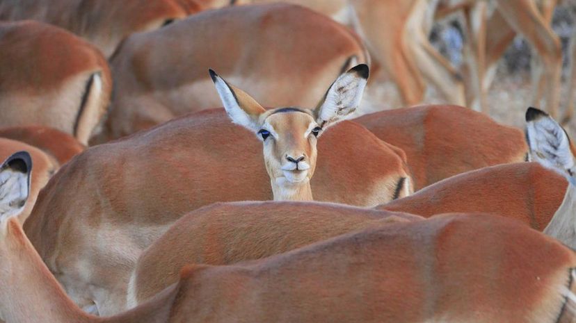 Center of Attention - Gazelle