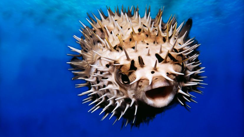 pufferfish