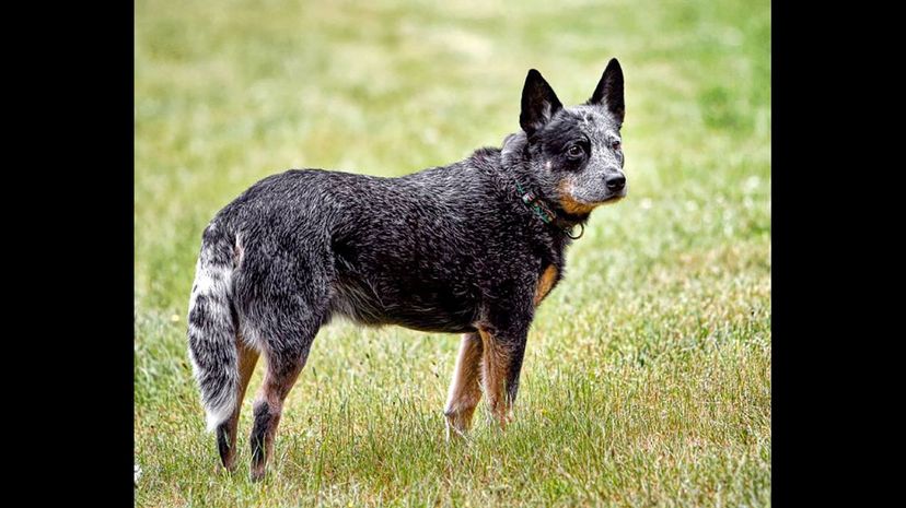 #14 Australian Cattle Dog