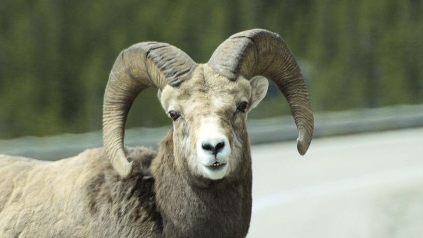 Q 22 Bighorn Sheep