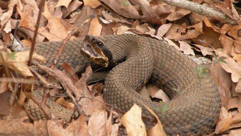 Cottonmouth snake