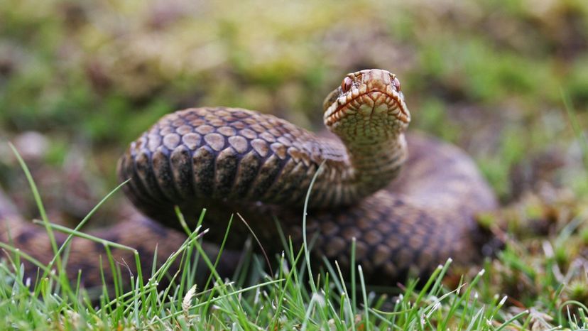 European_Adder