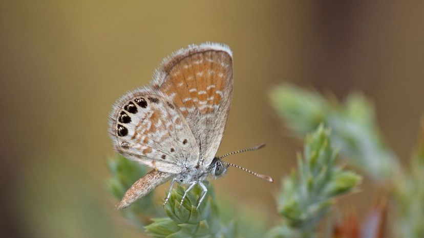 Pygmy Blue