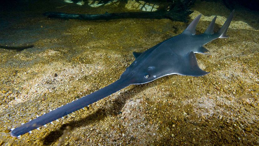 Largetooth Sawfish