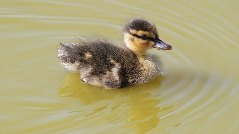 Baby duck