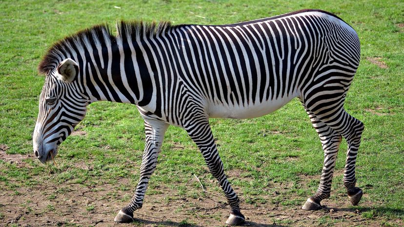 Zebra