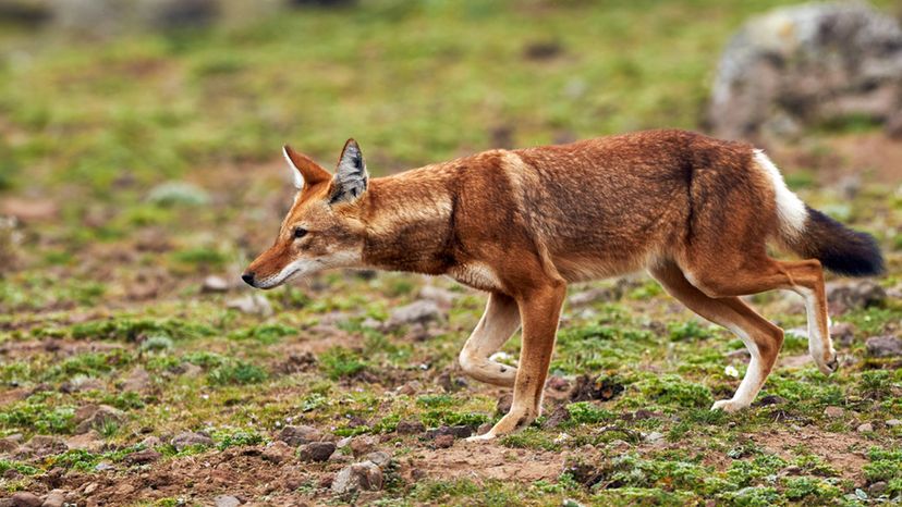 Ethiopia Wolf