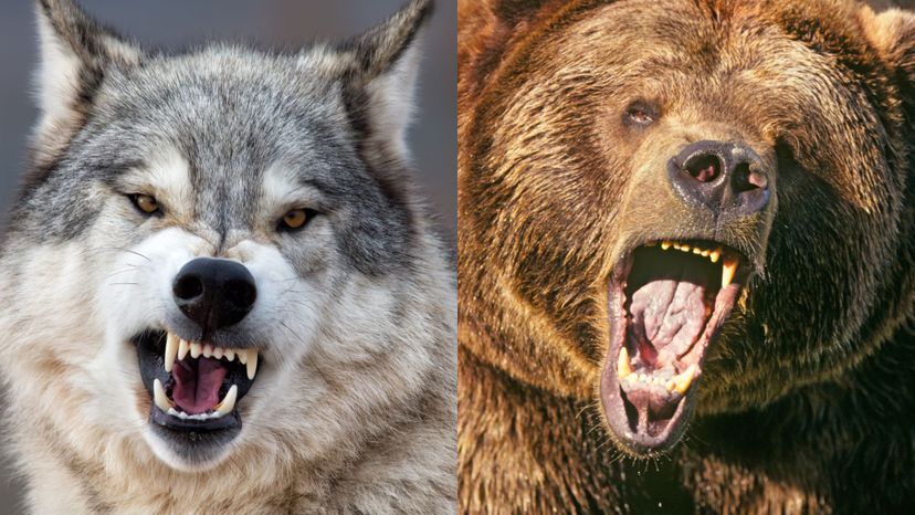 What Combination of Apex Predators Are You?