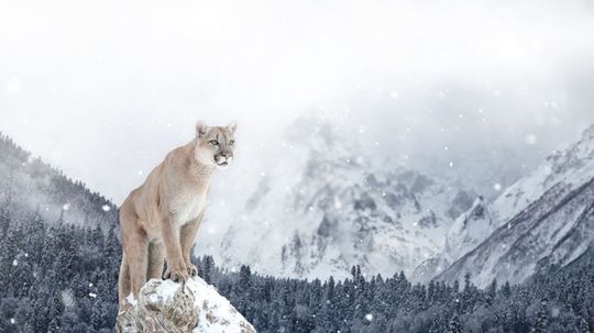 Can You Name All of These Animals That Live in Cold Climates?