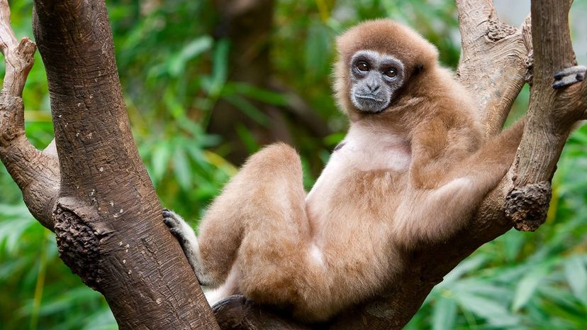 Gibbon