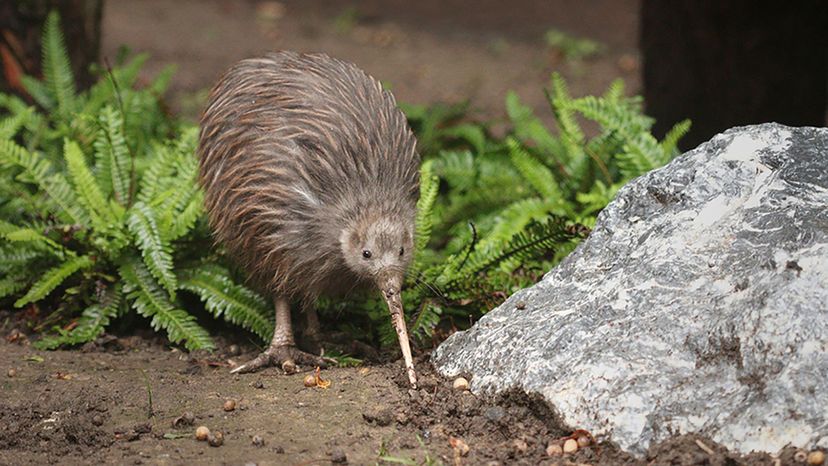 kiwi