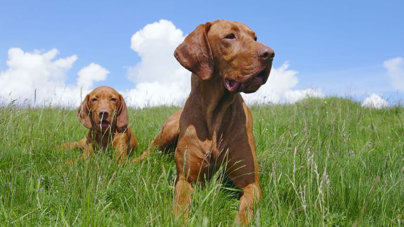 vizsla