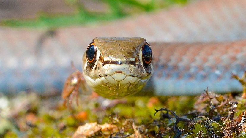 Yellow-faced whip snake