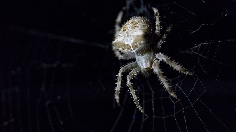 Cat-faced Spider