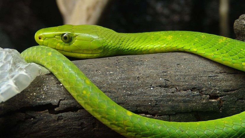 Eastern Green Mamba