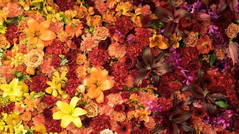 Kannst du alle diese Blumen anhand eines Fotos identifizieren?