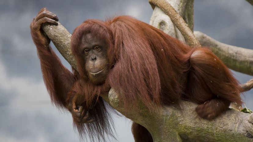 Orangutan