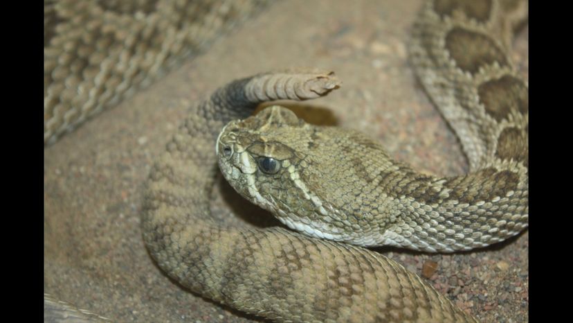 Prairie rattlesnake