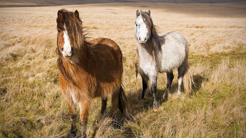 Welsh pony