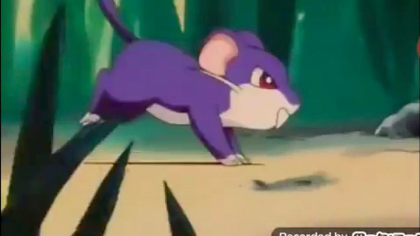 Rattata