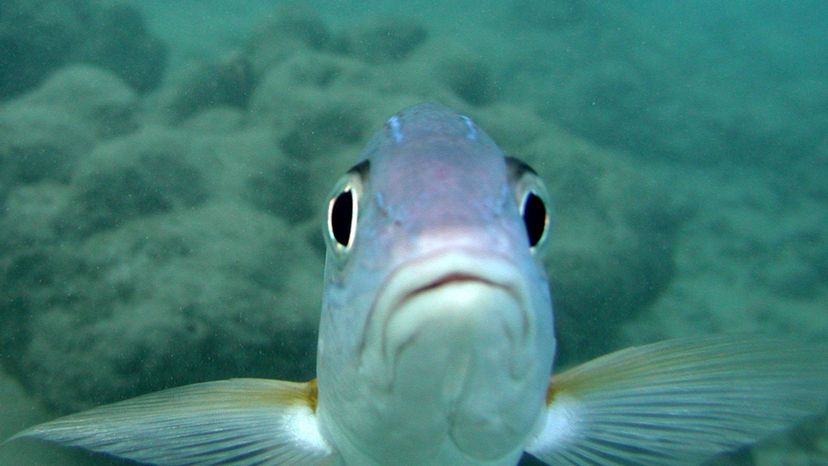 Que connaissez-vous de la pêche et des poissons?