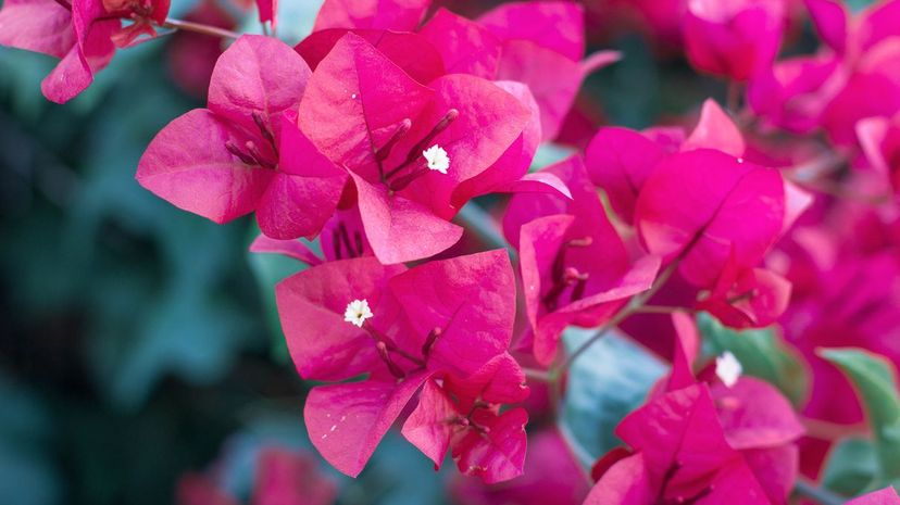 Bougainvillea