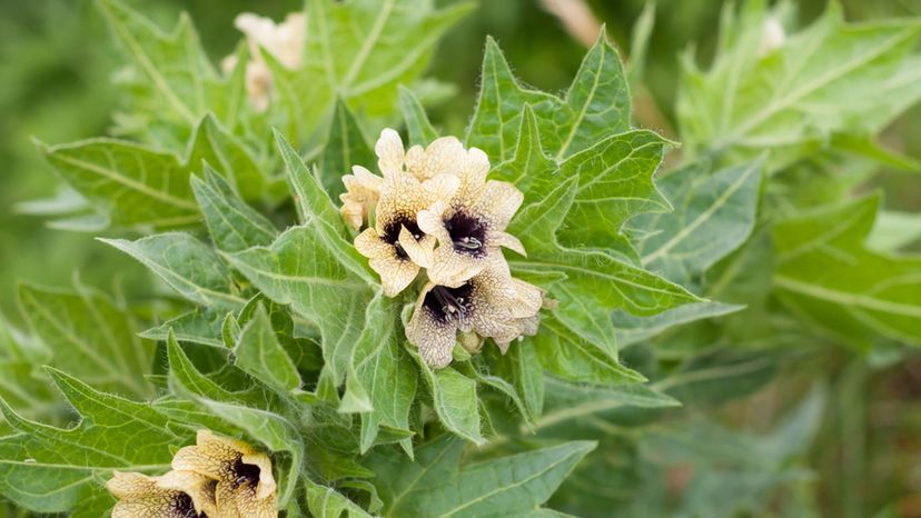 Black Henbane