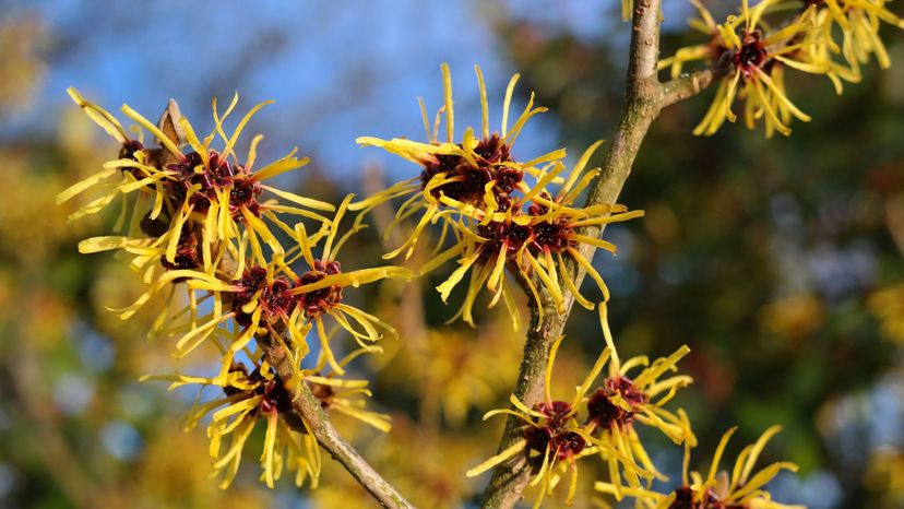witch hazel
