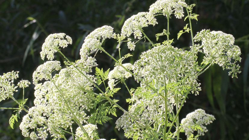 Hemlock (conium maculatum)