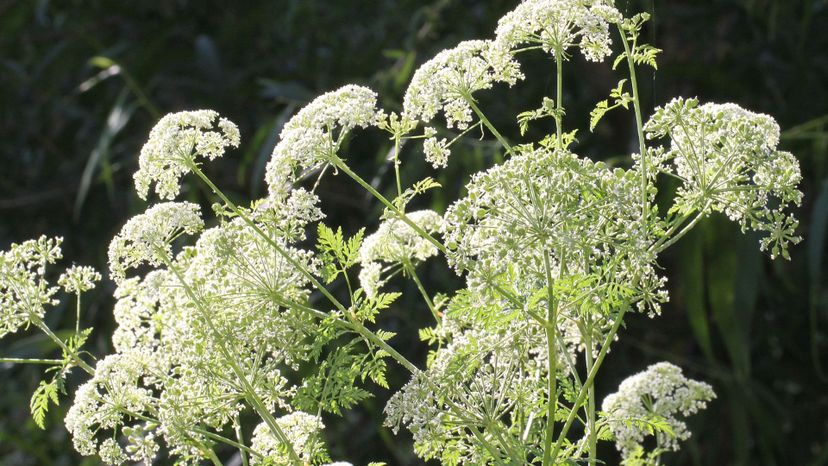 Hemlock (conium maculatum)