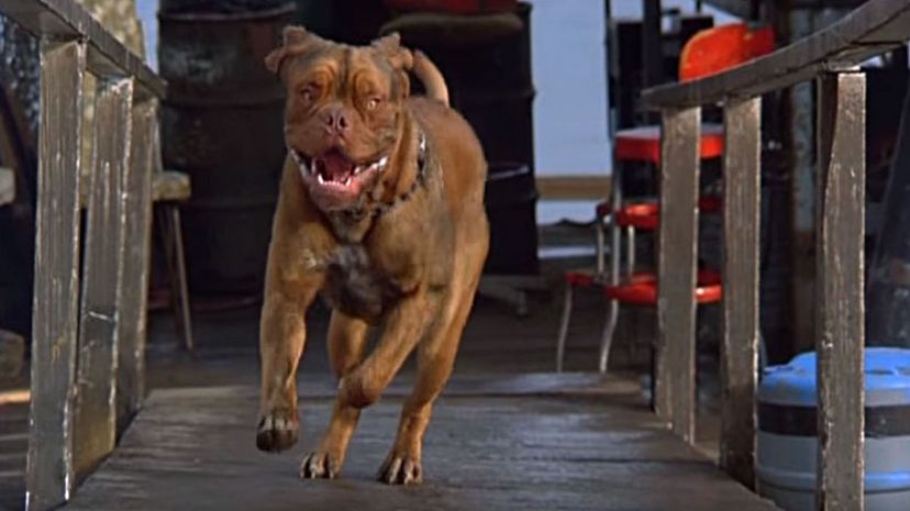 Turner &amp; Hooch 1989 B