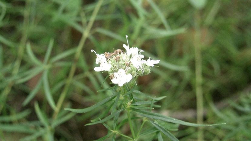 Wild Tarragon / Artemisia dracunculus