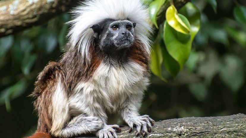 Cotton-top tamarin