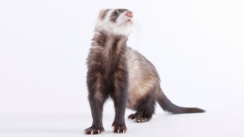 Ferret