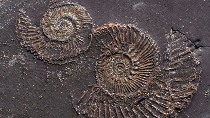13. fossil