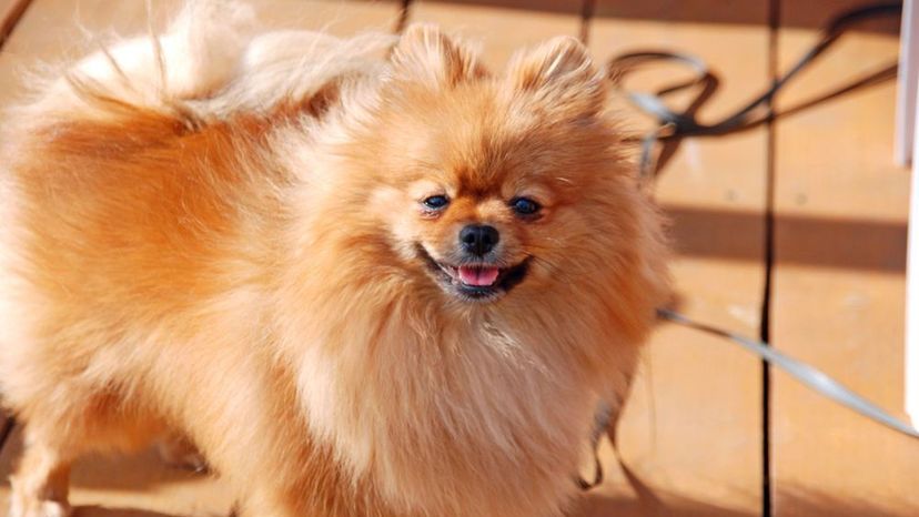 Pomeranian