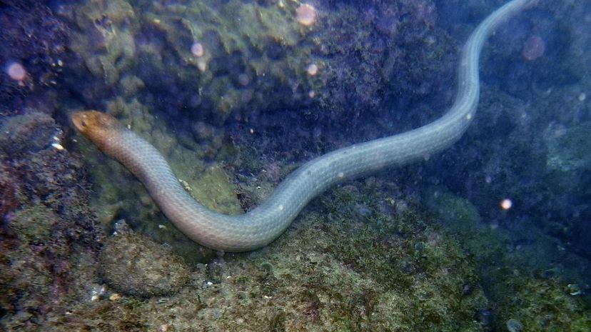 Olive Sea Snake