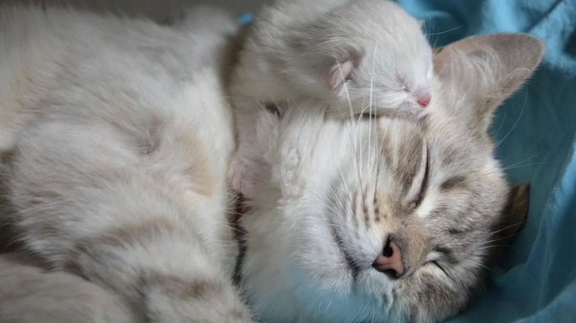 Mother cat and kitten