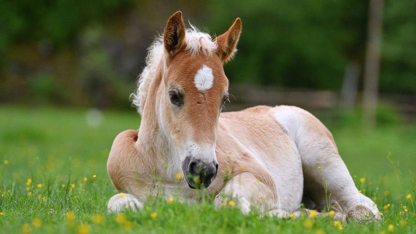 Foal